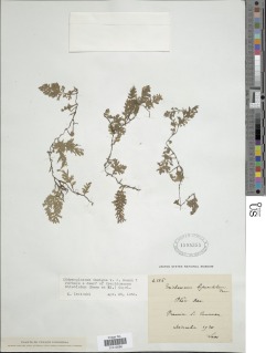 Crepidomanes latealatum image