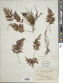 Hymenophyllum serrulatum image