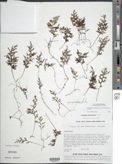 Polyphlebium endlicherianum image