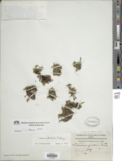 Didymoglossum petersii image