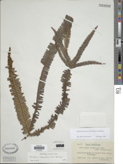 Sticherus lanosus image