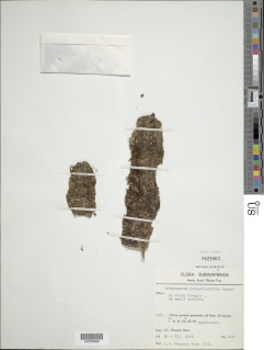 Didymoglossum pinnatinervium image