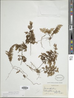 Hymenophyllum lamellatum image