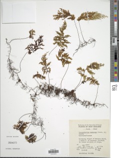 Hymenophyllum demissum image