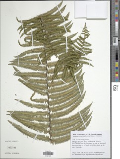 Diplopterygium giganteum image