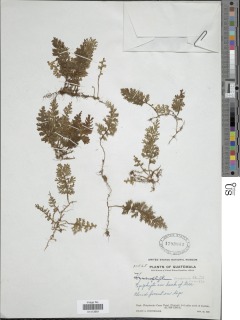 Hymenophyllum maxonii image