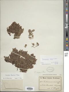 Didymoglossum punctatum subsp. sphenoides image