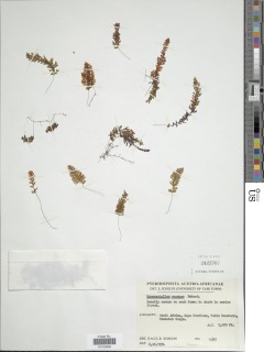 Hymenophyllum capense image