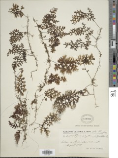 Image of Hymenophyllum polyanthos