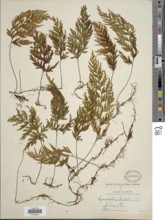 Hymenophyllum hirtellum image