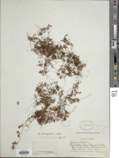 Hymenophyllum trichophyllum image