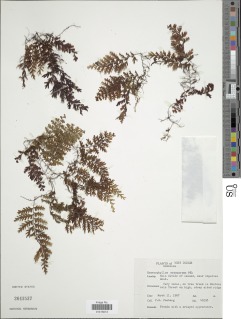 Hymenophyllum ectocarpon image