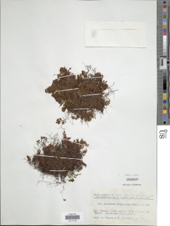 Hymenophyllum oligosorum image