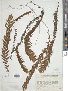 Hymenophyllum tomentosum image