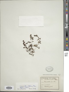 Didymoglossum punctatum subsp. punctatum image
