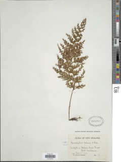 Hymenophyllum scabrum image