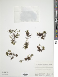 Hymenophyllum johorense image