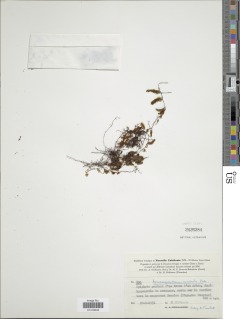 Hymenophyllum mnioides image