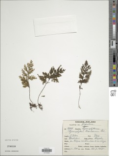 Hymenophyllum falklandicum image