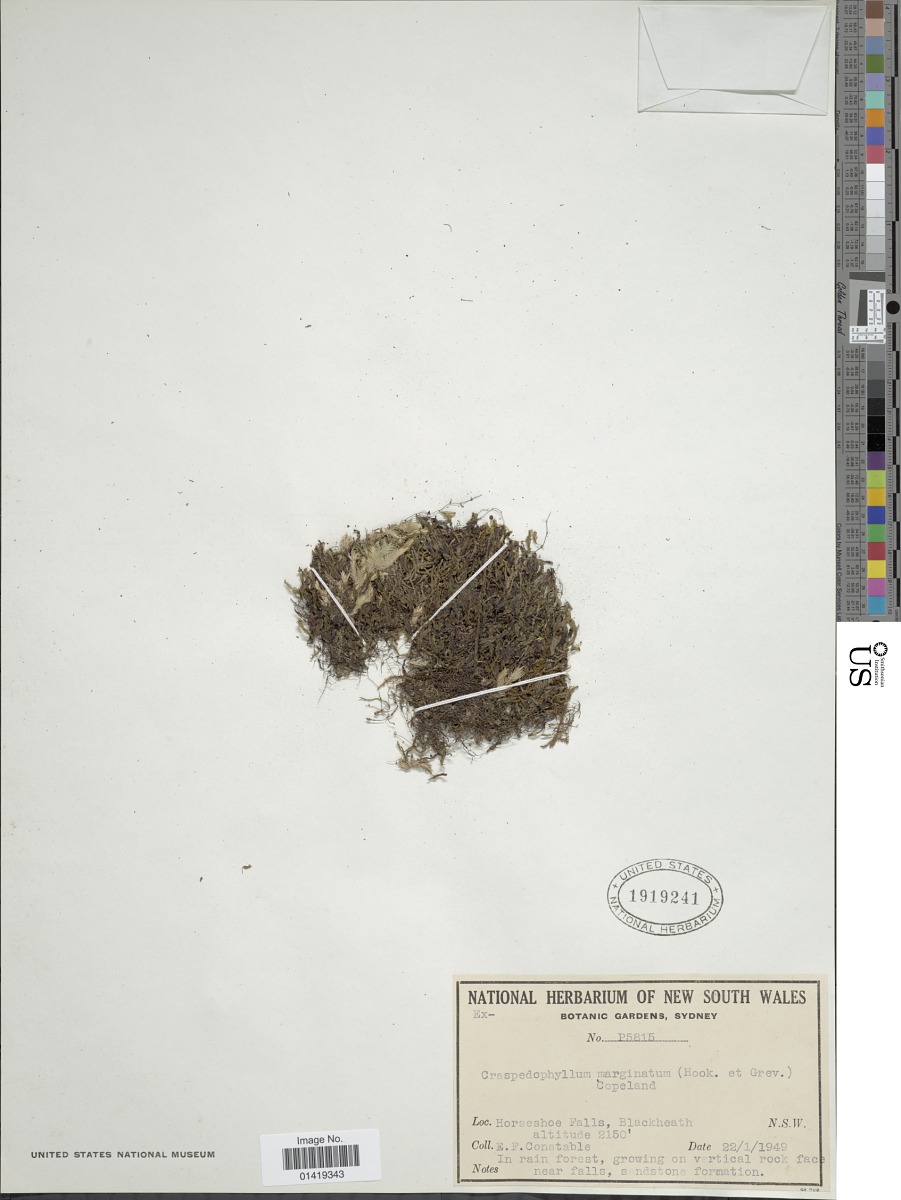 Hymenophyllum marginatum image