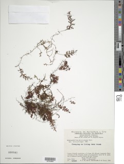 Hymenophyllum microcarpum image