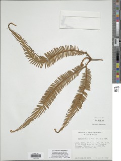 Sticherus bifidus image