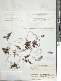 Hymenophyllum cardunculus image
