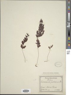 Hymenophyllum pallidum image