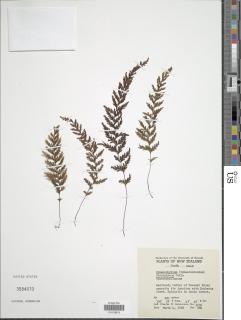 Hymenophyllum ferrugineum image