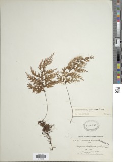 Hymenophyllum feejeense image