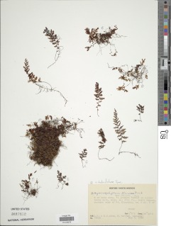 Hymenophyllum blandum image