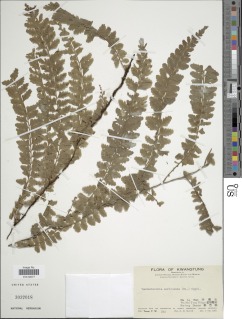 Vandenboschia auriculata image