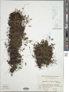 Hymenophyllum wrightii image