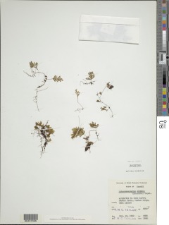 Hymenophyllum obtusum image