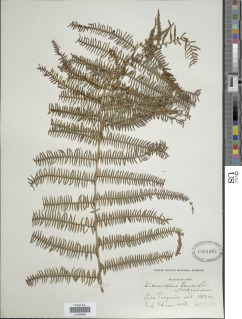 Diplopterygium bancroftii image