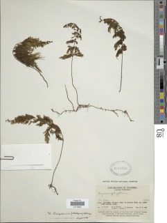 Hymenophyllum ruizianum image
