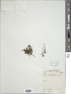 Crepidomanes clarenceanum image