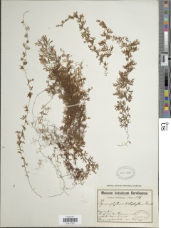 Hymenophyllum trichophyllum image