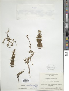 Didymoglossum angustifrons image
