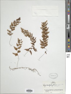 Hymenophyllum rufum image