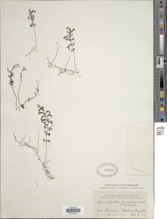 Hymenophyllum secundum image