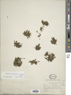 Didymoglossum lineolatum image