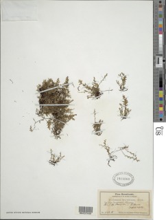 Crepidomanes draytonianum image