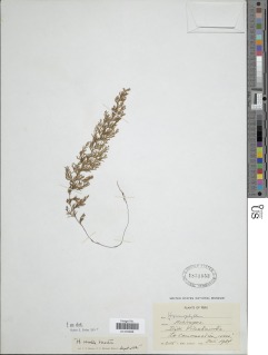 Hymenophyllum molle image