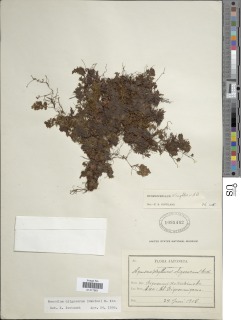 Hymenophyllum oligosorum image