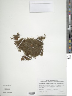 Didymoglossum angustifrons image