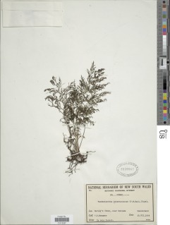 Vandenboschia johnstonensis image