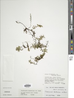 Image of Polyphlebium borbonicum