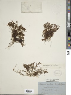 Hymenophyllum revolutum image