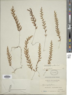Hymenophyllum acutum image